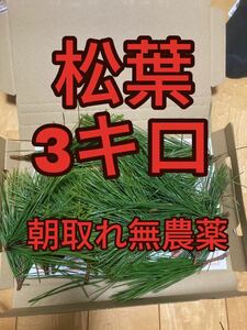 3000g 即購入可　即日発送　岡山県　黒松　枝付き松葉　生葉　無農薬　松の葉