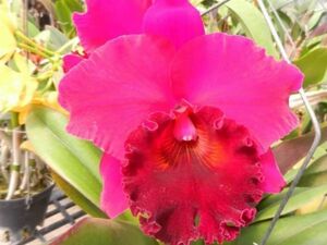 ☆洋蘭☆ Rlc. Chialin Ruby '可樂'