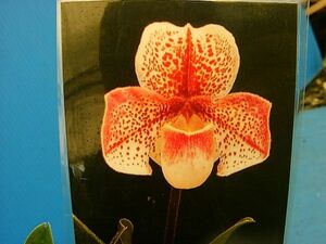 ☆洋蘭☆ Paph. Lady Clunas 'Watcloft Hall' FCC/RHS 委託品