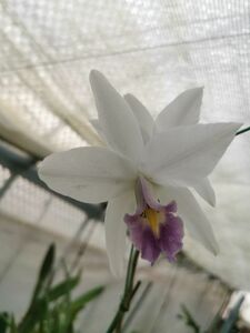 ☆洋蘭☆ L. anceps coerulea 'Blue Color'