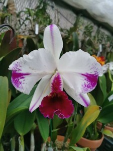 ☆洋蘭☆ Rlc. Kuwale Gem '白剣英'