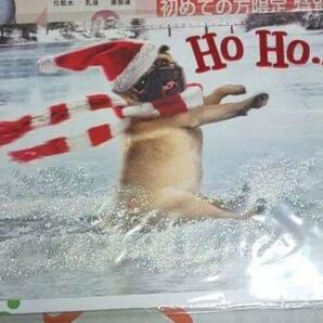 犬 ポストカード