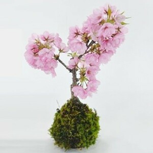 桜の苔玉 盆栽 ミニ盆栽 bonsai ボンサイ ぼんさい 小品 誕生日 引越し祝昇進退職贈り物プレゼント