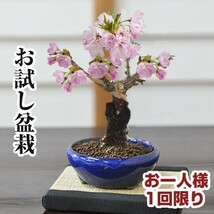 盆栽お試し チビ桜 ミニ盆栽 陶器鉢3号 かわいい おしゃれ 初心者 さくら sakura bonsai ぼんさい 入門 桜盆栽 盆栽桜_画像1