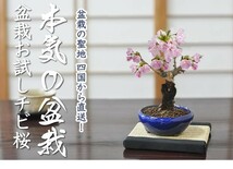 盆栽お試し チビ桜 ミニ盆栽 陶器鉢3号 かわいい おしゃれ 初心者 さくら sakura bonsai ぼんさい 入門 桜盆栽 盆栽桜_画像2