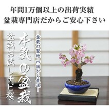 盆栽お試し チビ桜 ミニ盆栽 陶器鉢3号 かわいい おしゃれ 初心者 さくら sakura bonsai ぼんさい 入門 桜盆栽 盆栽桜_画像8