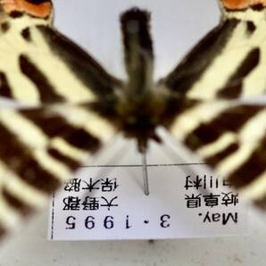 蝶標本 ギフチョウ ・ ヒメギフチョウ 北海道 兵庫 福島 山形 岡山 富山 新潟 郡馬 長野 岐阜 愛知 コレクション 研究用 大型ドイツ箱の画像7