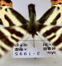 蝶標本　ギフチョウ ・ ヒメギフチョウ 北海道 兵庫 福島 山形 岡山 富山 新潟 郡馬 長野 岐阜 愛知 コレクション 研究用 大型ドイツ箱_画像7