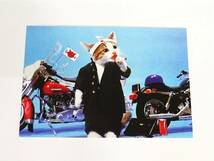 ◆(NS) なめ猫 ~なめんなよ~ 又吉 ハガキ ポストカード 3種類3枚入×20個 計60枚 セット まとめて 昭和レトロ キャラクター コレクション _画像5
