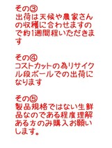 送料込！！愛媛県中島産いよかん家庭用ランダムサイズMix11㎏+保証量300g(箱込13㎏)伊予柑産地直送②_画像7