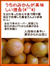 送料込！！愛媛県中島産いよかん家庭用ランダムサイズMix11㎏+保証量300g(箱込13㎏)伊予柑産地直送②_画像3