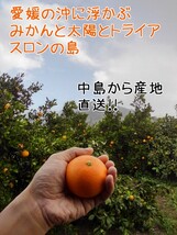 os愛媛県中島産いよかんおつとめ品箱込13㎏伊予柑産地直送④_画像2