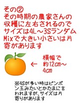 送料込！！愛媛県中島産いよかん家庭用ランダムサイズMix11㎏+保証量300g(箱込13㎏)伊予柑産地直送②_画像8