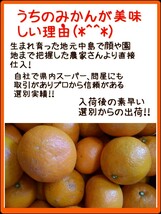 送料込！！愛媛県中島産いよかん家庭用極小2S箱込15㎏伊予柑産地直送④_画像5