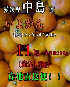 送料込！！愛媛県中島産いよかん家庭用ランダムサイズMix11㎏+保証量300g(箱込13㎏)伊予柑産地直送①