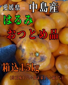 os愛媛県中島産はるみおつとめ品箱込15㎏はるみ産地直送・中島郵便局より発送！！③