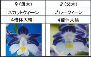 60えびね欄　５０４　スカットクィーン×ブルークィーン　1-2作以降初花見込苗　山野草エビネラン