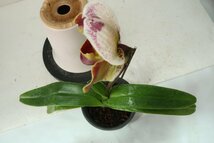 洋蘭　パフィオ TA10661 TB18-62 Paph. (Ruby Freezing 'Mars' x Perfect World 'Jupiter')_画像10