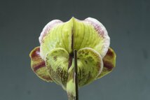 値引再出品！ 即決　洋蘭　パフィオ TA10631 VS07-99 Paph. (Wallula Bay 'Black Jack' x Speedmaster 'Tsukuda' SM/JOGA)_画像5