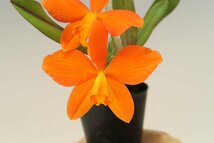 洋蘭　カトレア TA10729 TB19-26 Cattleya Kathrin Rollke (coccinea 'Dark Red' x neokautskyi 'Sunset Glow')_画像2