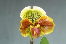 洋蘭　パフィオ TA10738 TB18-07 Paph. (Emerald Spots 'Perfection' x Hagrid's Mark 'Fantastic')_画像4