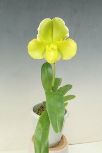 洋蘭　パフィオ TA10693 TB15-221 Paph. (Pacific Shamrock 'Tiger Charge' x Amarillo Star 'King Armour')