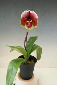 値引再出品！ 洋蘭　パフィオ TA10635 TB17-48 Paph. (Red Gem 'Stardom' x Hamana Teles 'Mlzutani No.1' SM/JOGA)