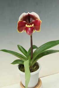 洋蘭　パフィオ TA10691 TB17-48 Paph. (Red Gem 'Stardom' x Hamana Teles 'Mlzutani No.1' SM/JOGA)