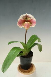 値引再出品！ 即決 洋蘭 パフィオ TA10667 VS18-15 Paph. Pink Fields (Junior Thunder 'Bonita' x Ice Castle 'Galaxy')