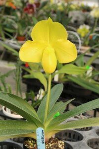 洋蘭　パフィオ TA10737 VS14-107 Paph. (Amarillo Star 'Golden Child' x armeniacum 'Golden Star')