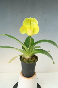 洋蘭　パフィオ TA10745 TB17-42 Paph. (Emerald Crazy 'Giant Wings' x Amarillo Star 'Mega' SSM/JOGA)