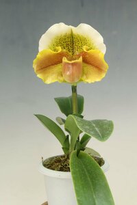 値引再出品！ 即決 洋蘭 パフィオ TA10690 TB17-38 Paph. Sunset Star (Pacific Sunset 'Moreton Bay' x Amarillo Star 'Star Chamber')