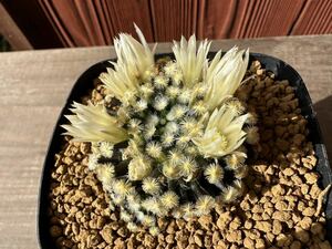 3. マミラリア　 黒肌明星 mammillaria schiedeana 実生