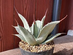 2.アガベ パリー トランカータ Agave parryi var. truncata 実生