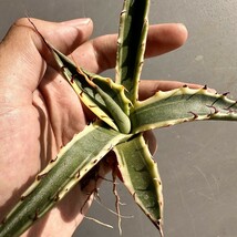 T17 激レア高級品種 アガベ スカブラ ショート 覆輪 agave scabs 極上美株_画像2