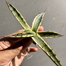 T17 激レア高級品種 アガベ スカブラ ショート 覆輪 agave scabs 極上美株_画像8