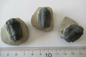 化石　デヴォン紀の三葉虫ファコップ　レプリカ　3体　55g　モロッコ