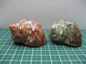 oka hermit crab . change for @. beautiful ryuu ton Sazae! 2 piece set (set1)