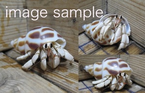 oka hermit crab white series ( purple oka hermit crab. affordable + size ) 2 pcs set!(set1)