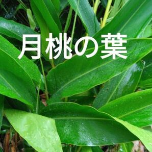 無農薬　月桃の葉　20枚　サンニン　アロマ　ハーブ　観葉植物　化粧水