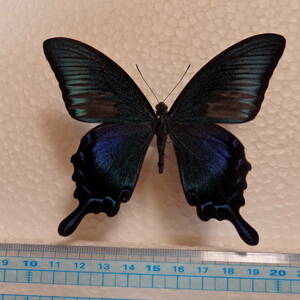 蝶標本　貴重種　ハチジョウカラスアゲハ♂飼育品　規制前（東京都八丈島産）