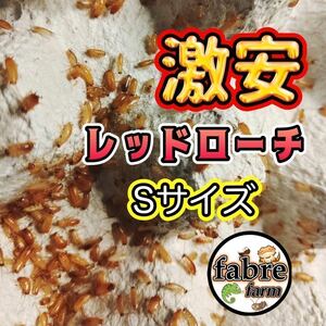 S サイズ 1匹＋10% 激安レッドローチ 送料無料