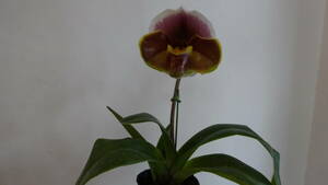 パフィオ　銘品　Paph.Amanda 'Joyance ' AM/RHS　開花中