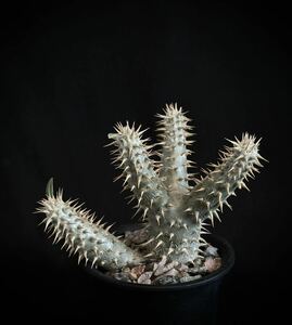 実生　5年　パキポディウム・デンシフローラム　Pachypodium densiforum 検索/ 塊根植物 グラキリス 多肉植物 マカイエンセ 