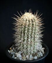 超古株　実生　コピアポア シネラスケンス 竜牙玉　Copiapoa cinereascens サボテン 多肉植物 _画像3