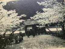 FF-8709 ■送料込■ 三重県 伊勢市 豊宮崎文庫 御屋根桜 花見 桜 女性 人 門 花 着物 和装 風景 景色 絵葉書 古葉書 写真 古写真/くNAら_画像4