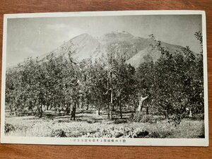 FF-8873 ■送料込■ 青森県 稔りの林檎園より岩木霊峯を望む 岩木山 札幌神社 手紙 切手 風景 レトロ 絵葉書 古葉書 写真 古写真/くNAら