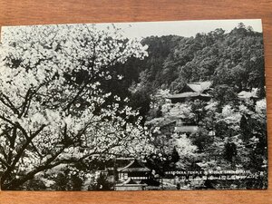 FF-9517 ■送料込■ 奈良県 大和初瀬 桜井市 春酣の長谷寺 神社 寺 宗教 寺院 桜 花 風景 建物 建築物 絵葉書 古葉書 写真 古写真/くNAら