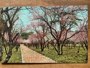 FF-9678 ■送料込■ 岐阜県 美濃 養老公園 梅林 梅の木 造園 植木 風景 花 梅 樹 名所 レトロ 絵葉書 古葉書 写真 古写真/くNAら