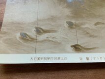 FF-9729 ■送料込■ アシカ 海驢 青木大乗筆 2枚 絵 絵画 美術品 アート 画 海 風景 波 パノラマ 作品 絵葉書 古葉書 写真 古写真 /くNAら_画像5